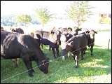 cattle_1