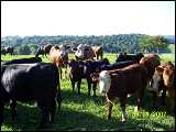 cattle_2