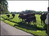 cattle_4